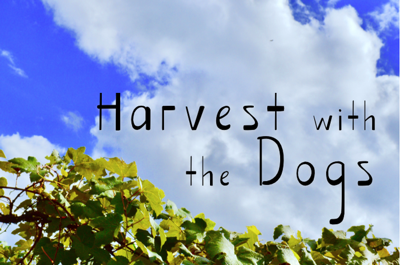 Harvest with the Dogs and Chateau Morrisette Vineyard Experience