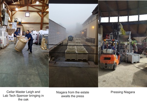 harvest 2016 part 2