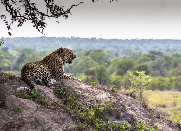 Chateau Morrisette Restaurant Discovery Lunches Focus on Africa