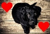 Puppy Love Valentine's Dinner at Chateau Morrisette
