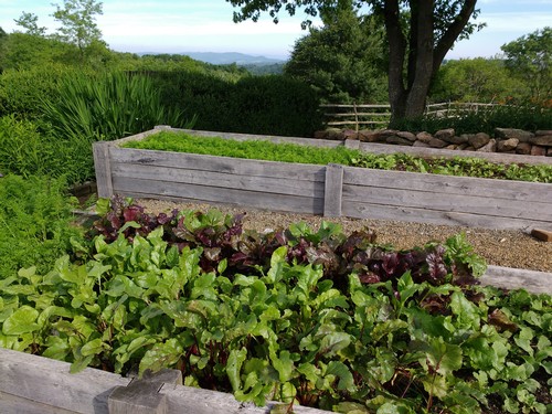 greens in the kitchen garden