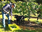 Chateau Morrisette Harvest with the Dogs