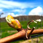 Spring Open House bud break