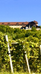 Dinner in the Vineyard