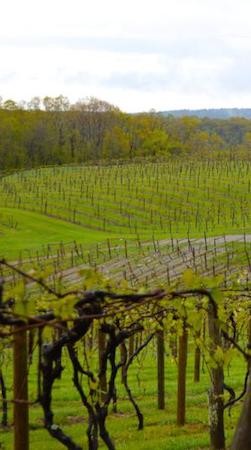 Vineyard Wagon Tour