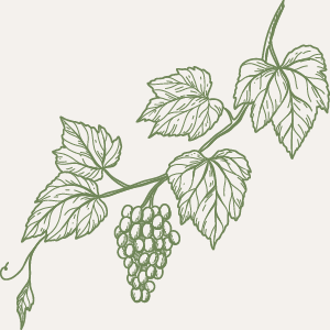 Chateau Morrisette wine grapes